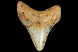 Fossil Megalodon Tooth - North Carolina #130702-1